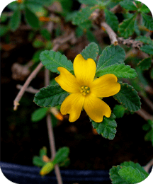 Damiana