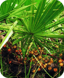 Saw Palmetto