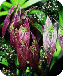Epimedium