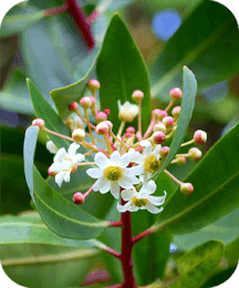 Catuaba